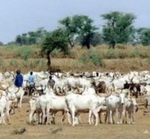 Vélingara : L’assemblée générale de l’association des éleveurs du bassin de l’Anambe n’a pu avoir lieu faute de quorum Vélingara : L’assemblée générale de l’association des éleveurs du bassin de l’Anambe n’a pu avoir lieu faute de quorum