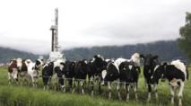 Forcé à épouser la vache avec qui il a eu des rapports sexuels, le jeune indonésien s'évanouit Forcé à épouser la vache avec qui il a eu des rapports sexuels, le jeune indonésien s'évanouit