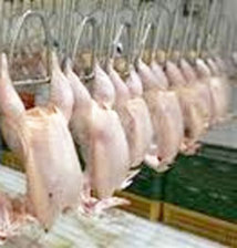 Les importations de poulets américains ne vont pas affecter l'industrie avicole sénégalaise Les importations de poulets américains ne vont pas affecter l'industrie avicole sénégalaise