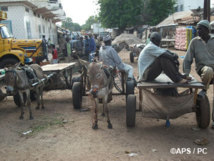 Le métier de conducteur de charrette, un gagne-pain à Kolda Le métier de conducteur de charrette, un gagne-pain à Kolda