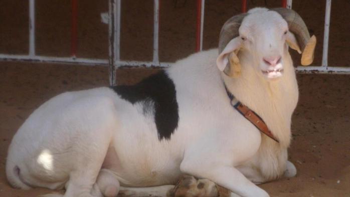 Le voleur de moutons et ses assaillants déférés au Parquet de Linguère Le voleur de moutons et ses assaillants déférés au Parquet de Linguère
