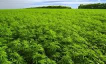 Banlieue – Une Université verte y sera construite