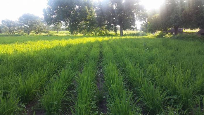 Vélingara : le Gie « Démal » s’engage dans lutte pour l’autosuffisance alimentaire