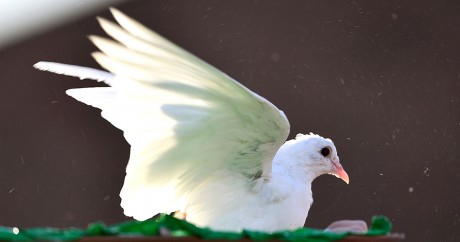 Quels sont les pays les plus sûrs en Afrique en 2016?