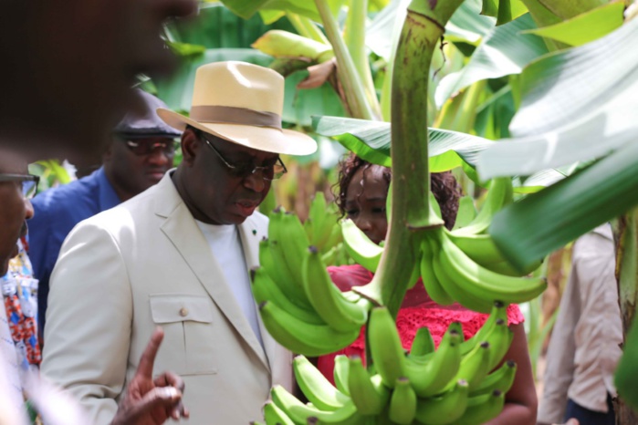 Tournée agricole : Macky Sall bichonne les producteurs de banane.