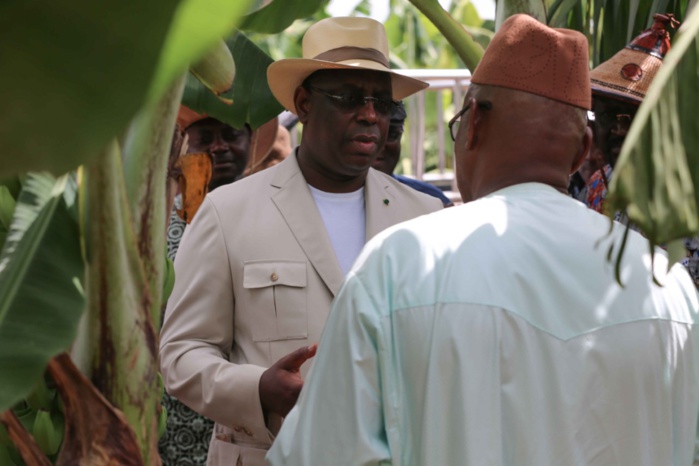 Filière banane : 2, 5 milliards fcfa attendus en janvier 2017 pour booster la production.