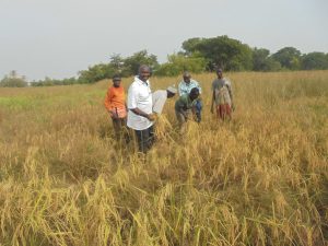 PNAR à Kolda : Le village de Soukou entre en force dans la « NERICAlisation » grâce à M Sylla.