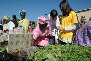 KOLDA – SECURITE ALIMENTAIRE   Plus de 3 000 horticultrices sénégalaises et bissau-guinéennes mutualisent leurs forces