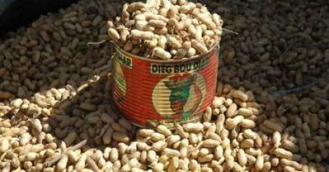 Commercialisation des semences d’arachide : la campagne tarde à démarrer à Kothiary (producteur)
