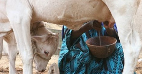 Une étude explique les problèmes des femmes sénégalaises dans la sphère productive de l'élevage