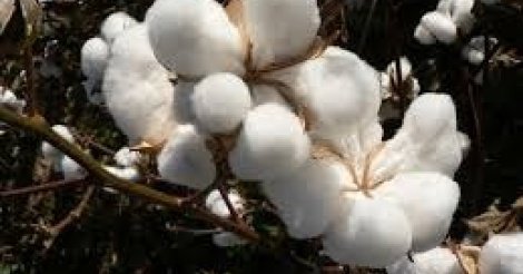 La production de coton en baisse en 2016