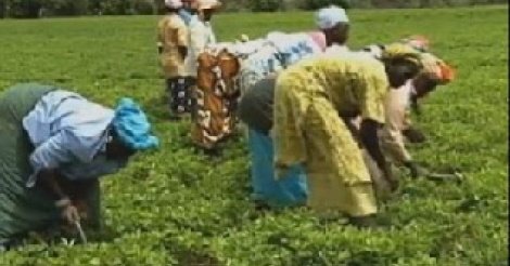 Baisse progressive des surfaces agricoles à Dakar : une enquête sonne l’alerte