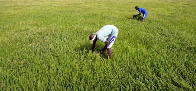 Le prix du riz Paddy sera fixé à 125 francs/le kg (ministre)