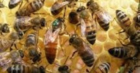 Le Japon va construire un centre d’apiculture à Dakar