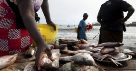 L’Afrique de l’Ouest a le taux d’espèces surexploitées le plus élevé au monde