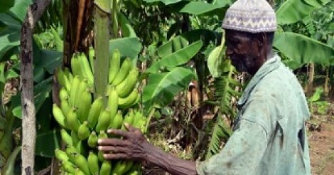 Investissements productifs au Sénégal : La diaspora sénégalaise veut jouer sa partition