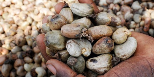 La région de kolda est classée comme la première dans la production de la filière anacarde.