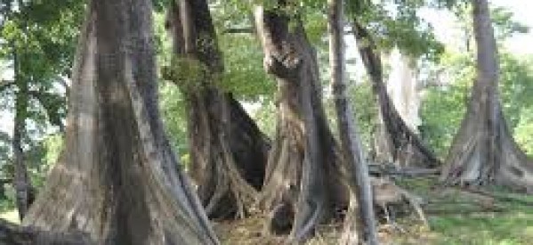 Boutoupa Camaracounda: 04 Jeunes Partis À La Recherche Du « Maad » Dans La Forêt De Samick Portés Disparus Depuis Dimanche