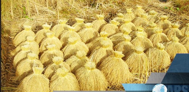 SODAGRI table sur une production de 270 000 tonnes de riz Kolda