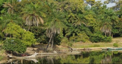 Ziguinchor, un agent des Eaux et Forêts et Chasse touché par une balle d'un fusil de chasse