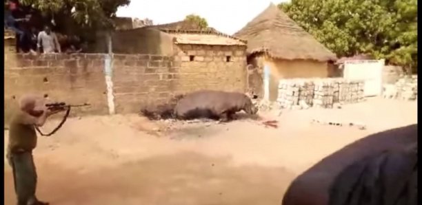 Hippopotame tué à Kédougou : Les images de la polémique