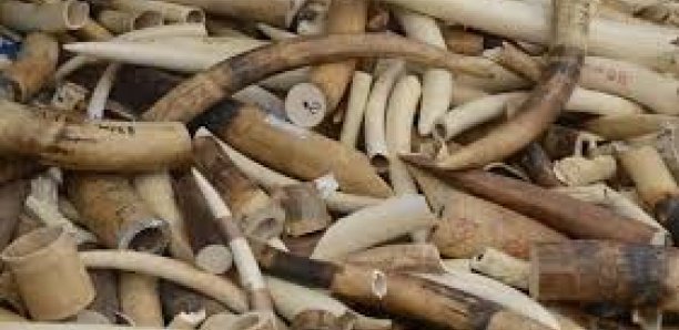 Trafic d’ivoire : Un autre Chinois arrêté à l’Aibd