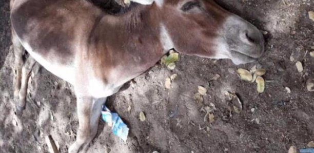 Grippe équine: La maladie tue 211 ânes à Foundiougne