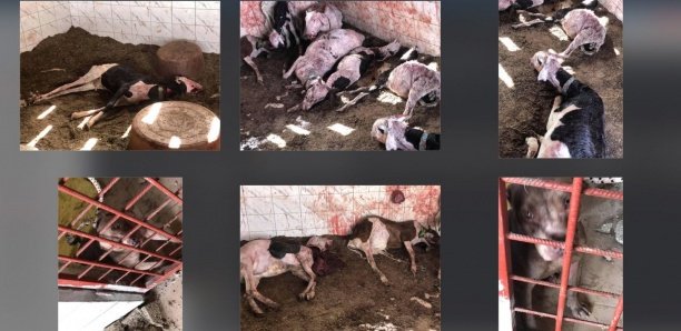 Pitbulls tueurs de moutons, ce qui s'est réellement passé