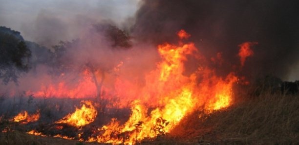 RANCH DE DOLLY : Le feu a touché 45 hectares
