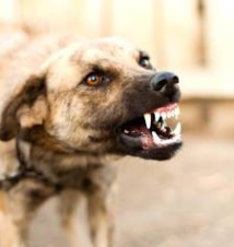 Pikine : Cinq pitbulls mis à mort par le sous-préfet et leurs propriétaires déférés au parquet