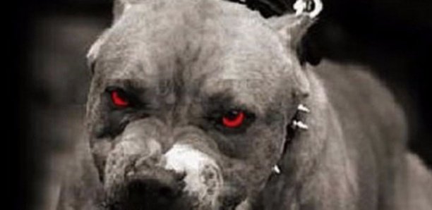 PIKINE : LE PROPRIÉTAIRE DU PITTBULL FACE AUX JUGES LE 31 MAI