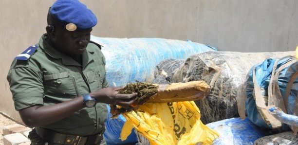 Mbour : La gendarmerie saisit 600 kg de chanvre indien