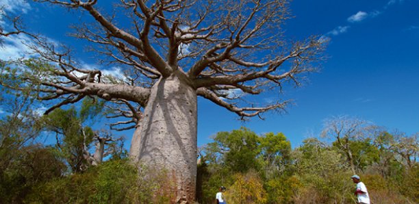 Kédougou : Un arbre s'affaisse et tue deux personnes sur le coup