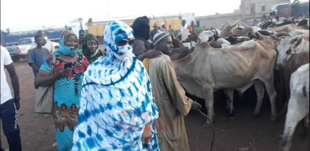 Magal de Touba : Sokhna Aïda Diallo au Mali pour l’achat de bœufs