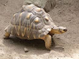 La plus vieille tortue d’Afrique, morte à l’âge de 344 ans au Nigeria
