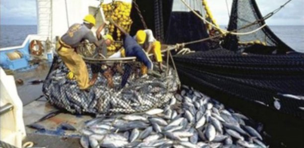 Pêche INN, non application des textes, disparition de pêcheurs : Greenpeace alerte le ministre Alioune Ndoye et recommande