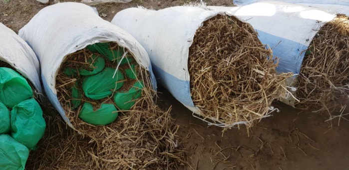 LUTTE CONTRE LE TRAFIC DE DROGUE : 210 Kg de Chanvre saisis par la Brigade maritime des Douanes de Foundiougne