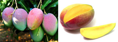 Mangue : la production des variétés kent et keit expérimentée à Matam