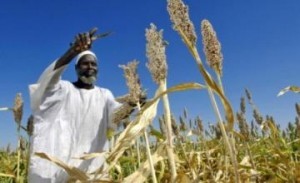 Afrique de l’Ouest : Un atelier sur les statistiques agricoles. Le Sénégal absent.