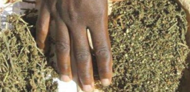 Tambacounda: Saisie de 33,9 kg chanvre indien par la Douane