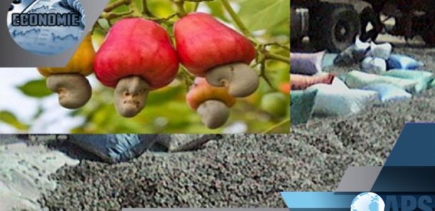 Anacarde : plus de 55.000 tonnes exportées pour une valeur de plus de 27 milliards FCFA (officiel)