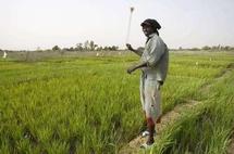 Vélingara : des oiseaux dévastent 10 hectares de riz (producteurs)