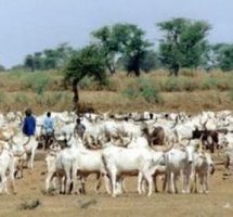 Vélingara : L’assemblée générale de l’association des éleveurs du bassin de l’Anambe n’a pu avoir lieu faute de quorum