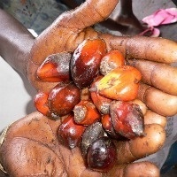 L'huile de palme pourrait lutter contre le cancer