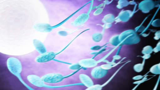 Le régime fertilité un peu fou d'un donneur de sperme très actif