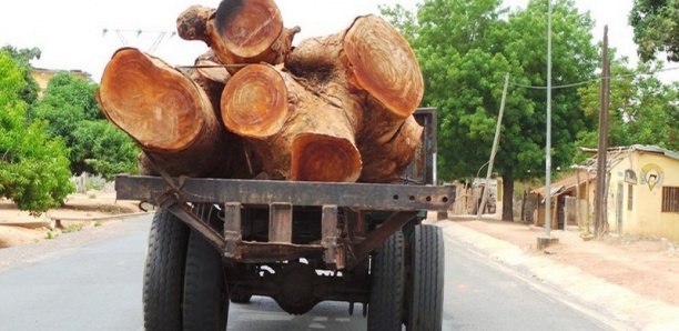 Cette enquête révèle comment les forêts sénégalaises sont pillées par les chinois