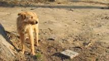 Commune de Vélingara : le Service départemental de l’élevage abat une centaine de chiens errants