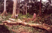 Djoloff: l’ampleur de la déforestation, décourage les populations de la localité