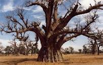 ECOUTEZ. Récit de la femme qui a recu le baobab au cou