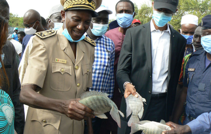 Tambacounda / Relance de la pisciculture : Une production annuelle de 4 tonnes de poissons attendue.